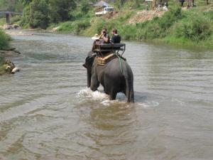 tessa-thailand-elefant